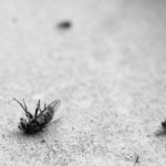 7 Tips to Keep Pests Out of Your Home